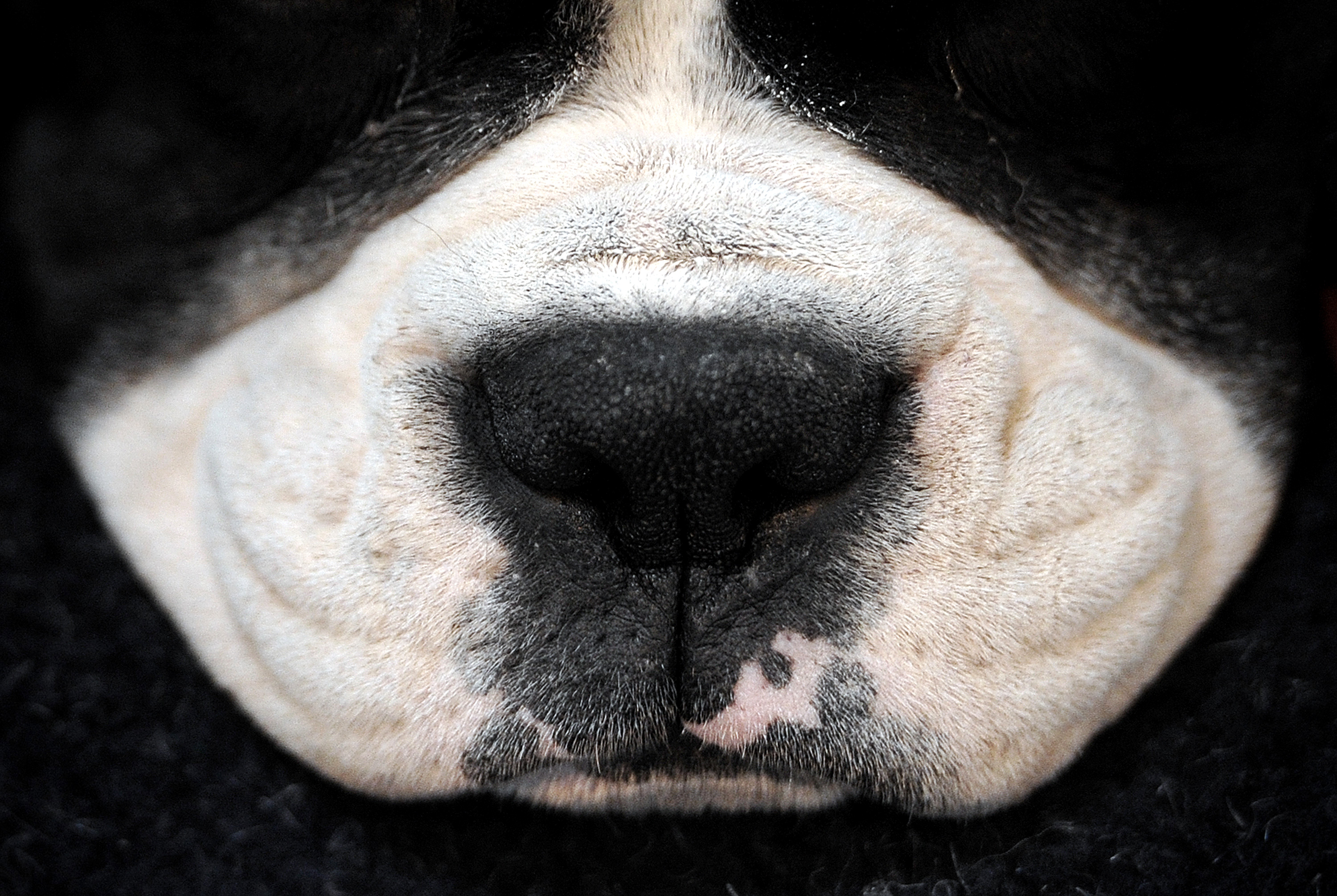 Обоняние у собак. Нос собаки. Отпечаток носа собаки. Текстура носа собаки. Собачий носик.