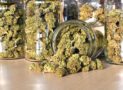 Cannabis light, Regioni contro Governo per difendere indotto