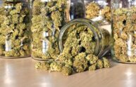 Cannabis light, Regioni contro Governo per difendere indotto