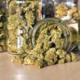 Cannabis light, Regioni contro Governo per difendere indotto